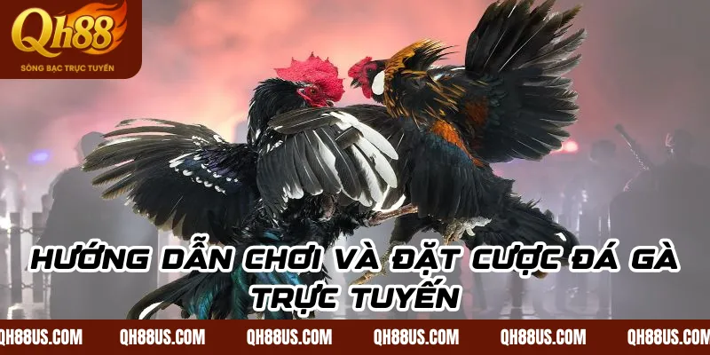 Hướng dẫn chơi và đặt cược đá gà trực tuyến